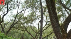 【裸足】极品身材艺考资深舞蹈老师九九西装高跟公园大秀她的40码美足(上)【133P】